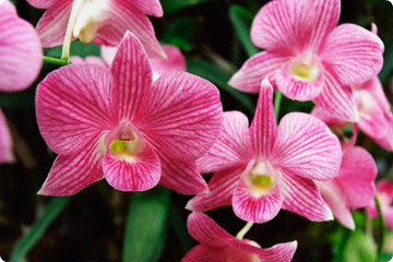 Thaise orchideeën